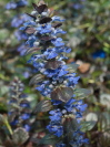 AJUGA reptans 'Catlins Giant'